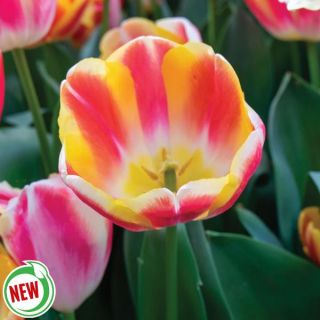 Buckingham Tulip Thumbnail